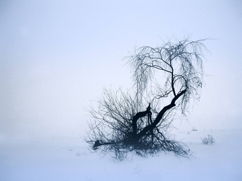 Фотографія Зимний минимализм. / Alexander Bogomazov / photographers.ua