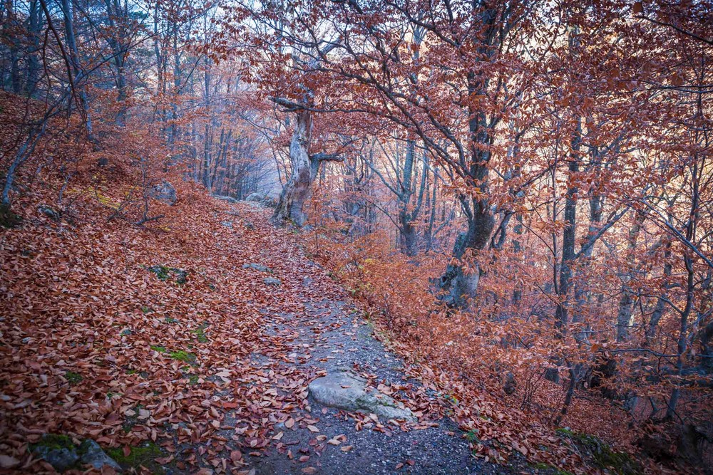 Фотография Золотые краски осеннего леса / Геннадий Корж / photographers.ua