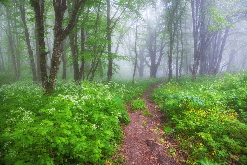 Фотографія Туманные краски леса / Геннадій Корж / photographers.ua