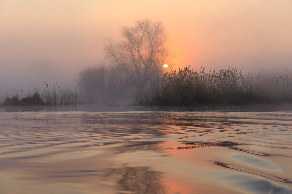 Фотографія В туманных поисках солнца / Геннадій Корж / photographers.ua
