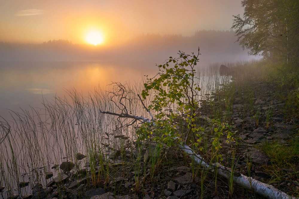 Фотографія Туманный рассвет над речкой Кереть / Геннадій Корж / photographers.ua