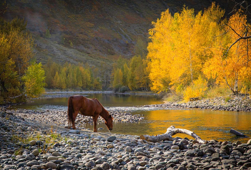 Фотографія Долина реки Чулышман / Геннадій Корж / photographers.ua