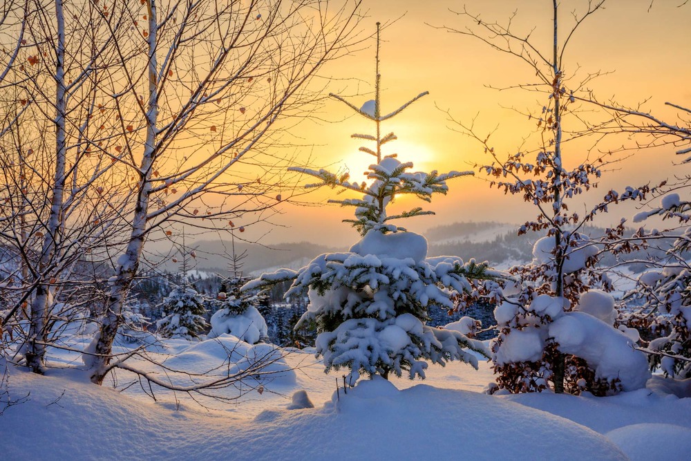 Фотографія Снежный рассвет в Карпатах / Геннадій Корж / photographers.ua