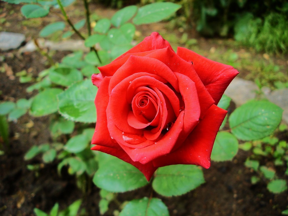 Фотографія Красная роза / Елена / photographers.ua