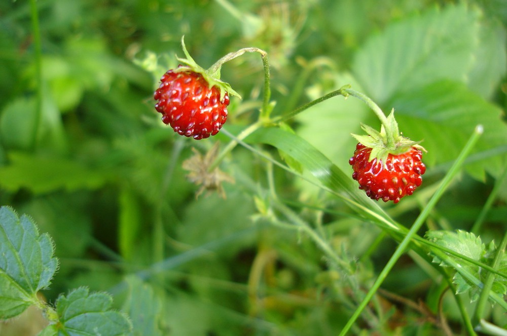 Фотографія Вкус лета / Елена / photographers.ua