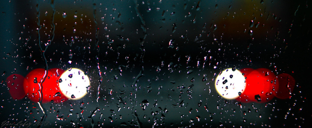 Фотографія Очи звіра під дощем / Юрий Лабай / photographers.ua