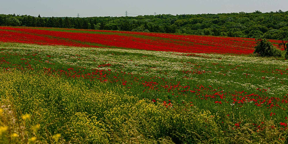 Фотографія Маки Баварії / Юрій Лабай / photographers.ua