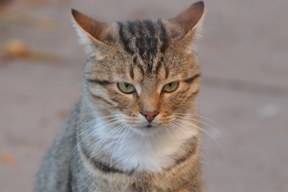 Фотографія Муркотик / Andres / photographers.ua