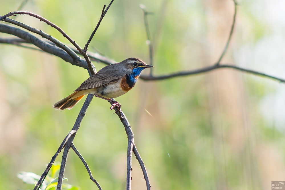 Фотографія Springtime / Bird Watcher / photographers.ua