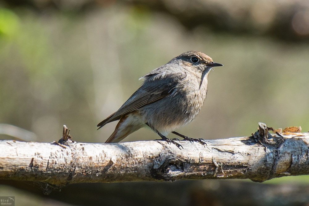 Фотографія Phoenicurus ochruros (Female) / Bird Watcher / photographers.ua