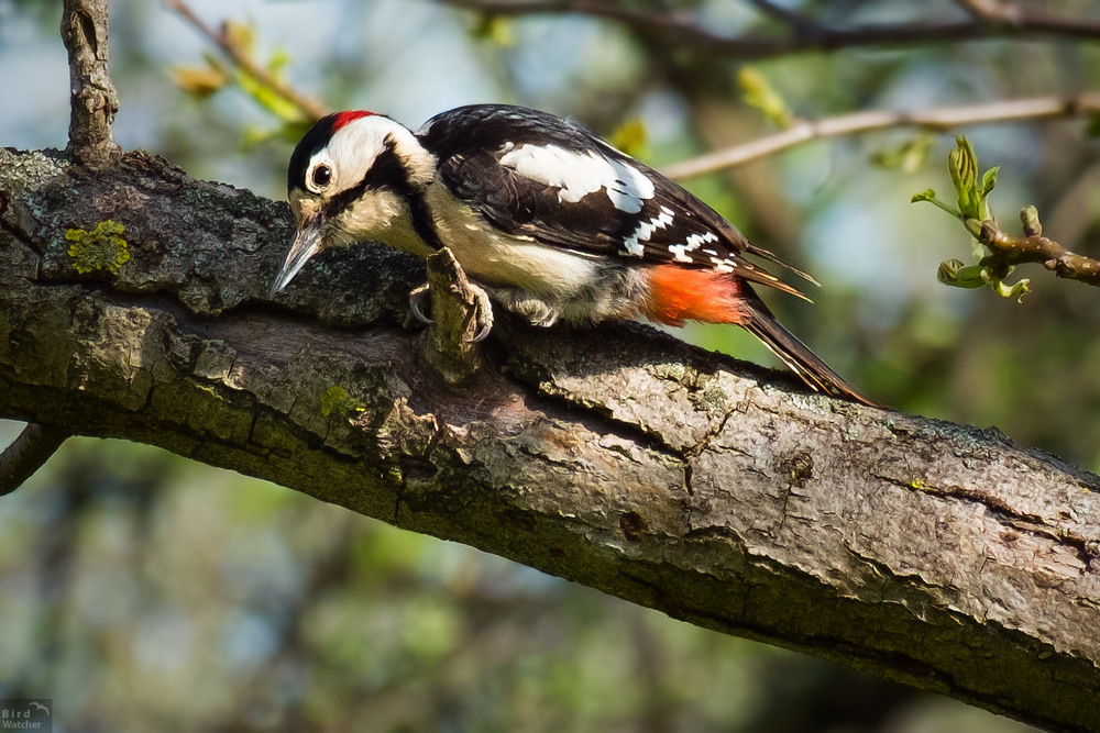 Фотографія Большой пёстрый дятел (Dendrocopos major) / Bird Watcher / photographers.ua