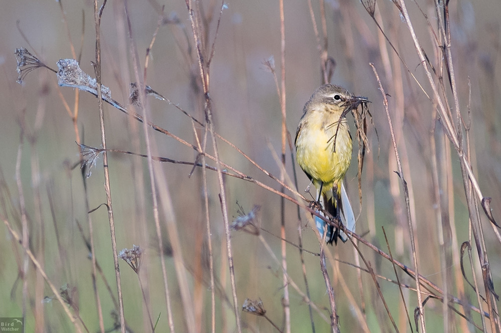 Фотографія Стройка. Желтая трясогузка (Motacilla flava) / Bird Watcher / photographers.ua