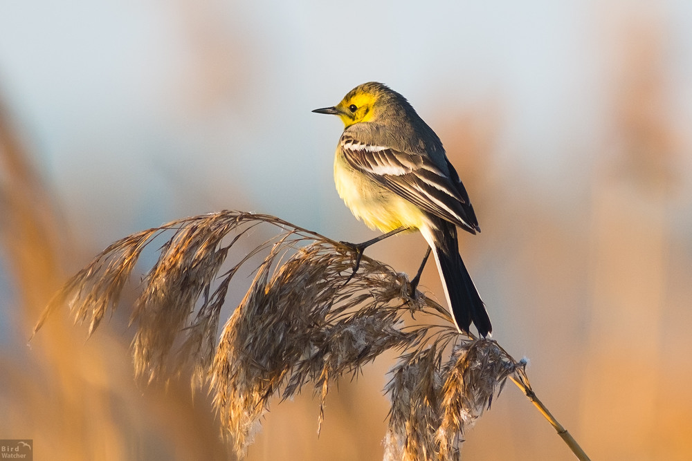 Фотографія Citrine wagtail / Bird Watcher / photographers.ua