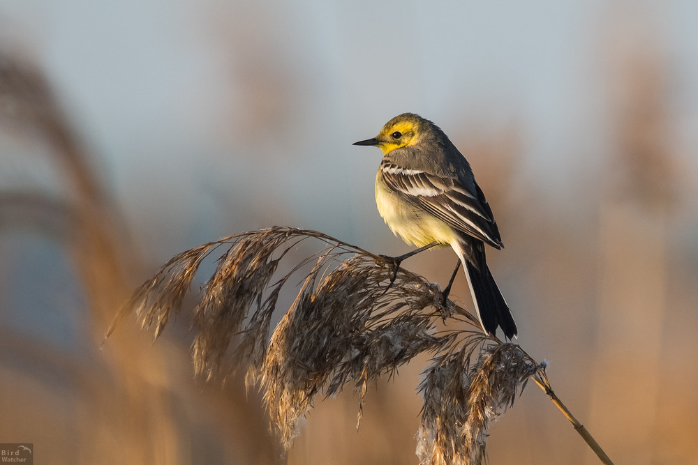 Фотографія Желтоголовая трясогузка (Motacilla citreola). Самка. / Bird Watcher / photographers.ua