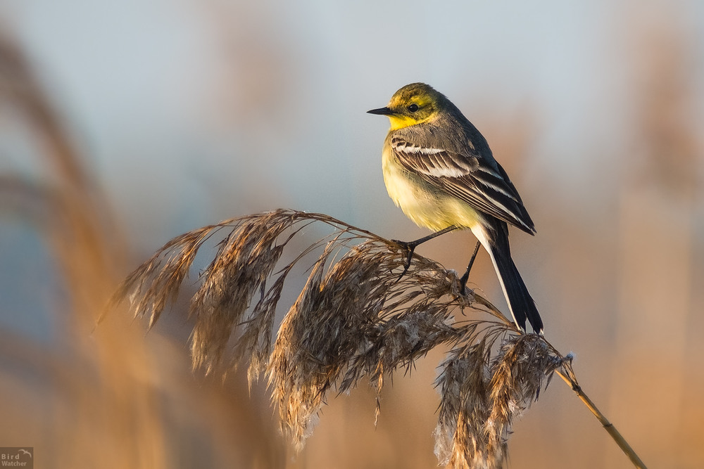 Фотографія Citrine wagtail / Bird Watcher / photographers.ua