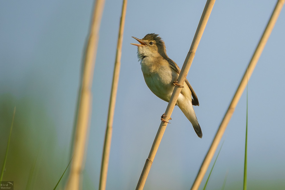 Фотографія Acrocephalus scirpaceus / Bird Watcher / photographers.ua