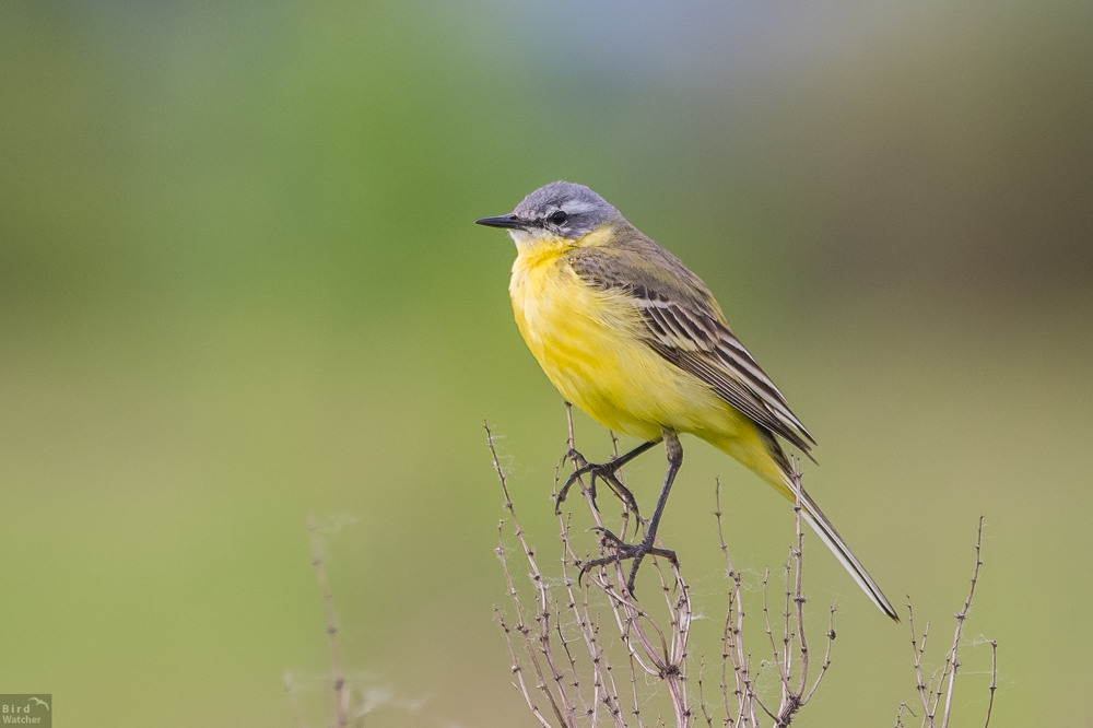 Фотографія Motacilla flava. Male / Bird Watcher / photographers.ua