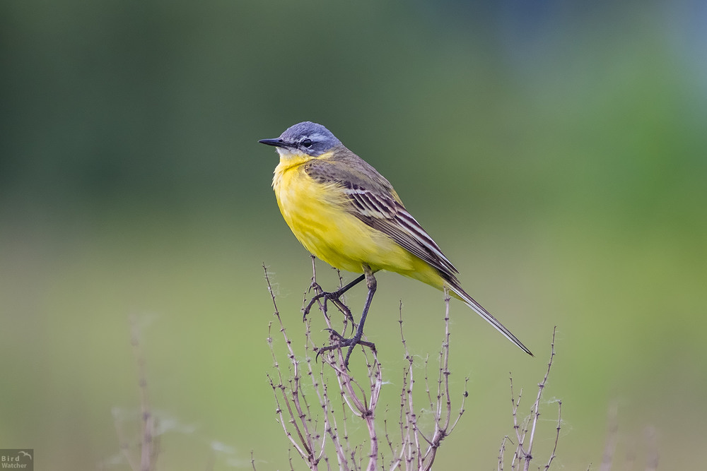 Фотографія Желтая трясогузка (Motacilla flava). Самец / Bird Watcher / photographers.ua