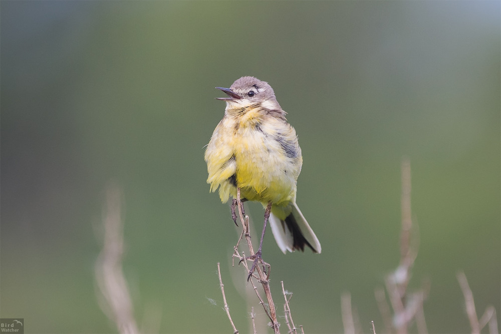 Фотографія Child of the Western yellow wagtail / Bird Watcher / photographers.ua