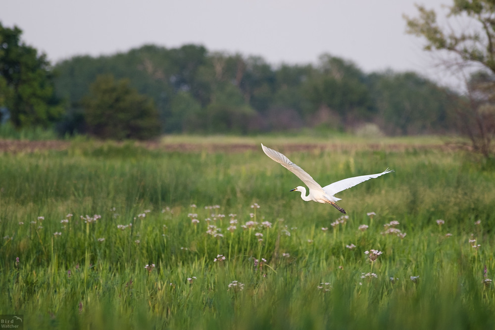Фотографія Fly away / Bird Watcher / photographers.ua