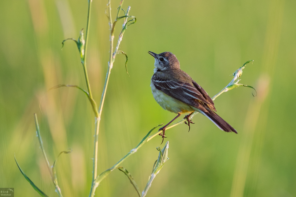 Фотографія Singing / Bird Watcher / photographers.ua