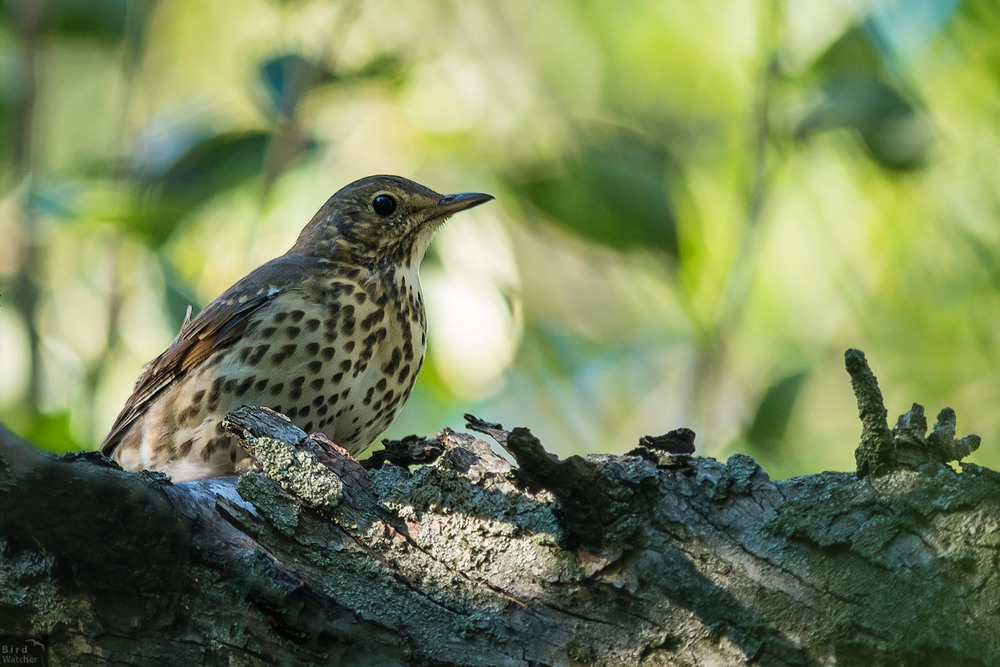 Фотографія Turdus philomelos / Bird Watcher / photographers.ua