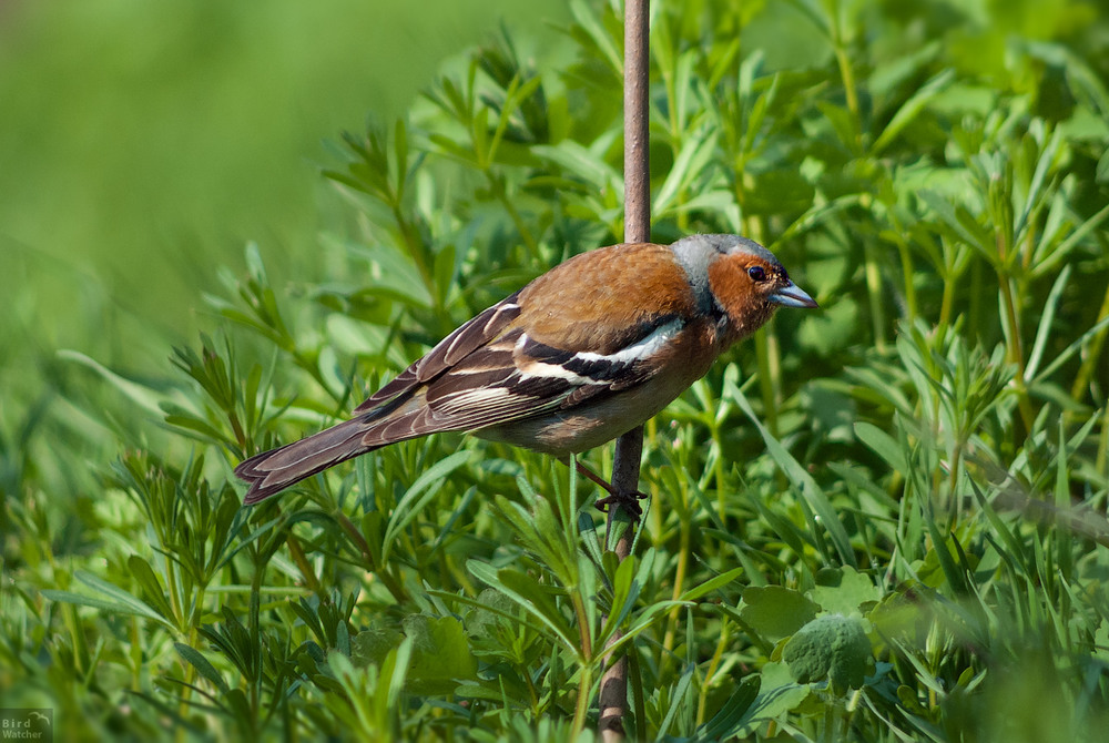 Фотографія Зяблик (Fringilla coelebs) / Bird Watcher / photographers.ua