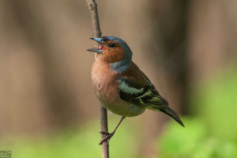 Фотографія Зяблик (Fringilla coelebs) / Bird Watcher / photographers.ua