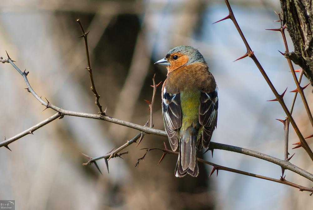 Фотографія Зяблик (Fringilla coelebs). Самец / Bird Watcher / photographers.ua
