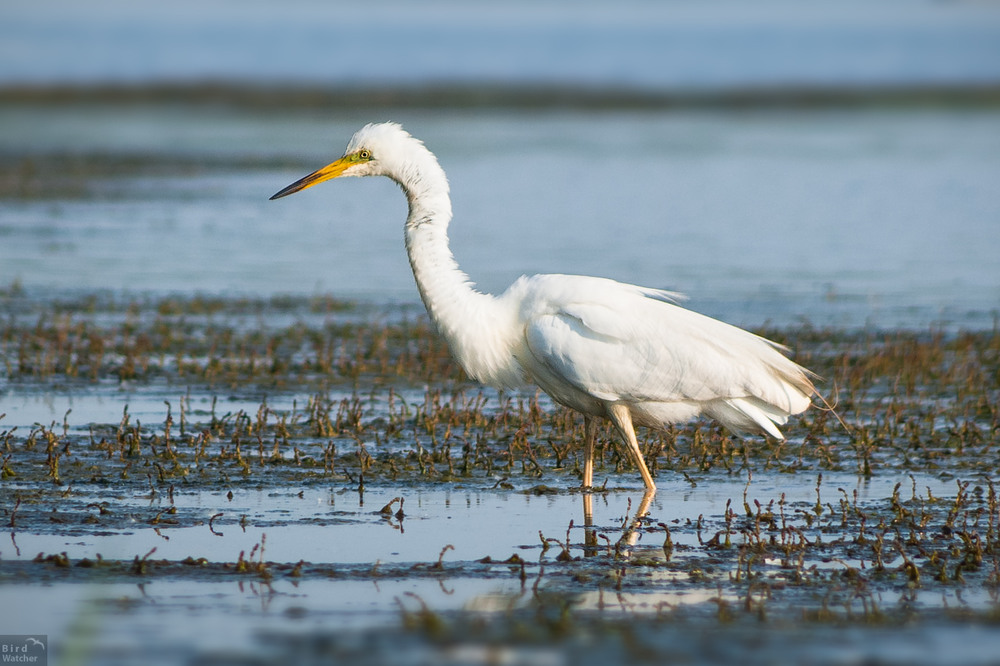 Фотографія Great egret / Bird Watcher / photographers.ua