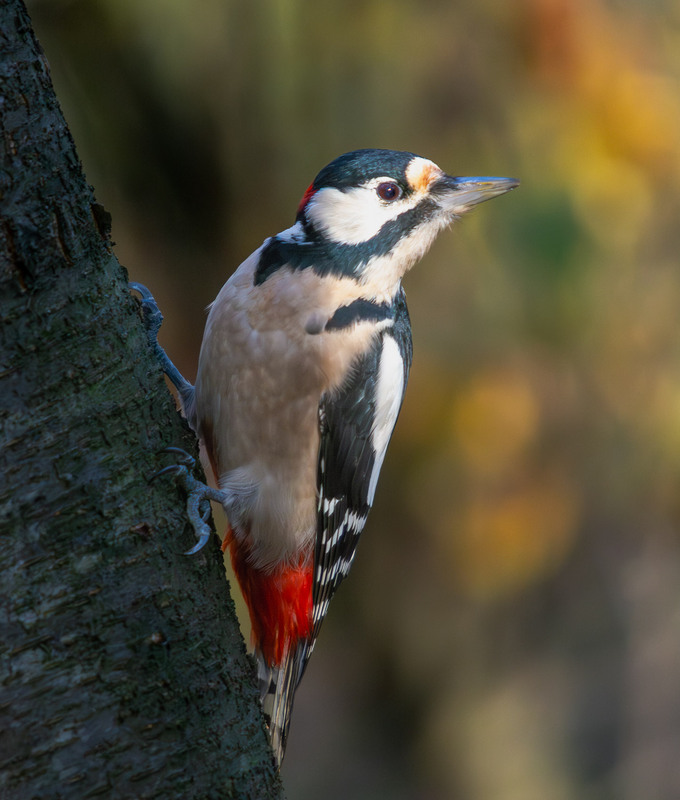 Фотографія Животные / Микола / photographers.ua