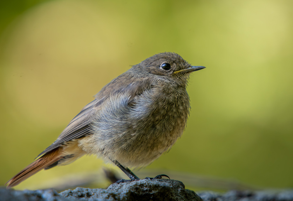 Фотографія Животные / Микола / photographers.ua
