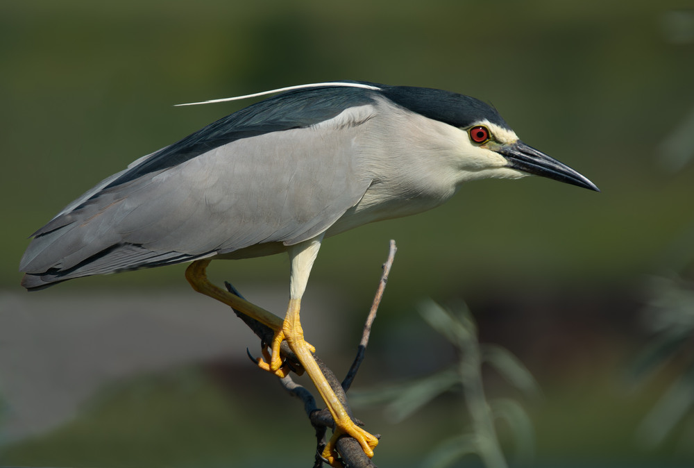 Фотографія Животные / Микола / photographers.ua