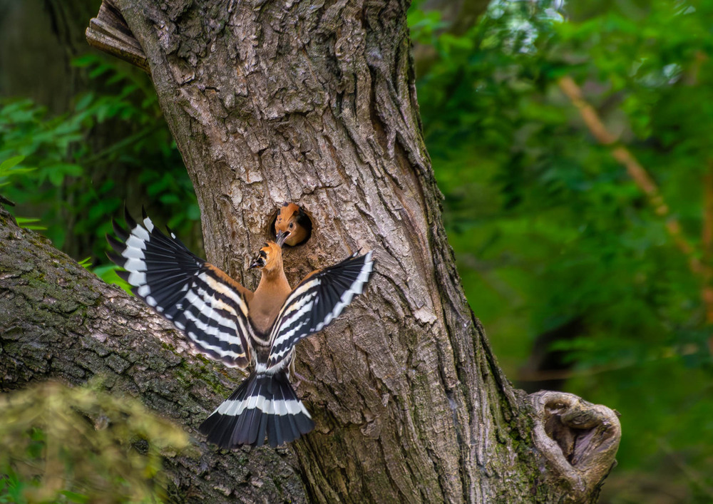 Фотографія Животные / Микола / photographers.ua