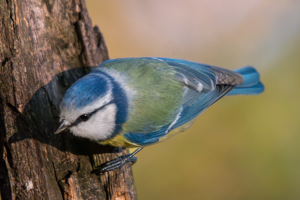 Фотографія Животные / Микола / photographers.ua