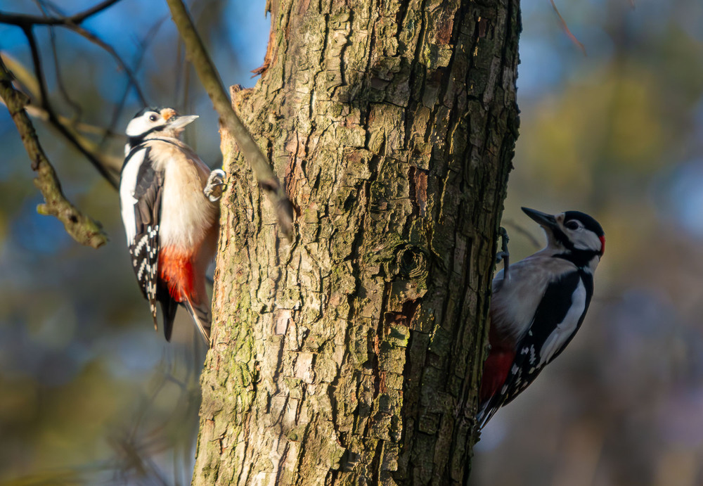 Фотографія Інь та Янь... :-)) / Микола / photographers.ua