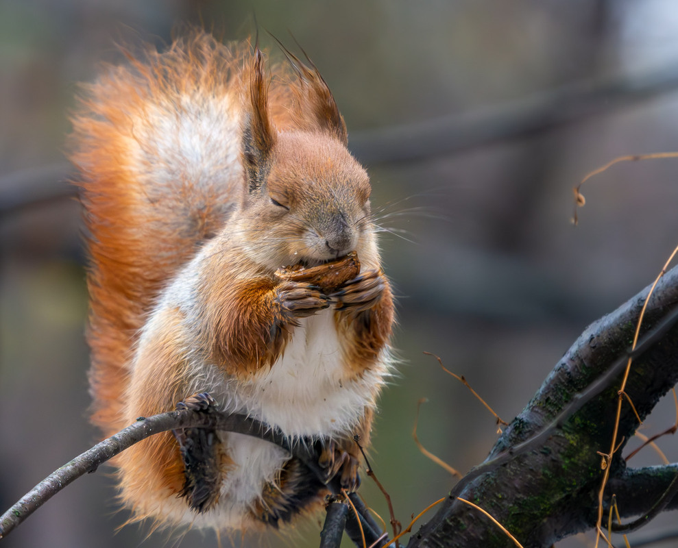 Фотографія Смачно... / Микола / photographers.ua