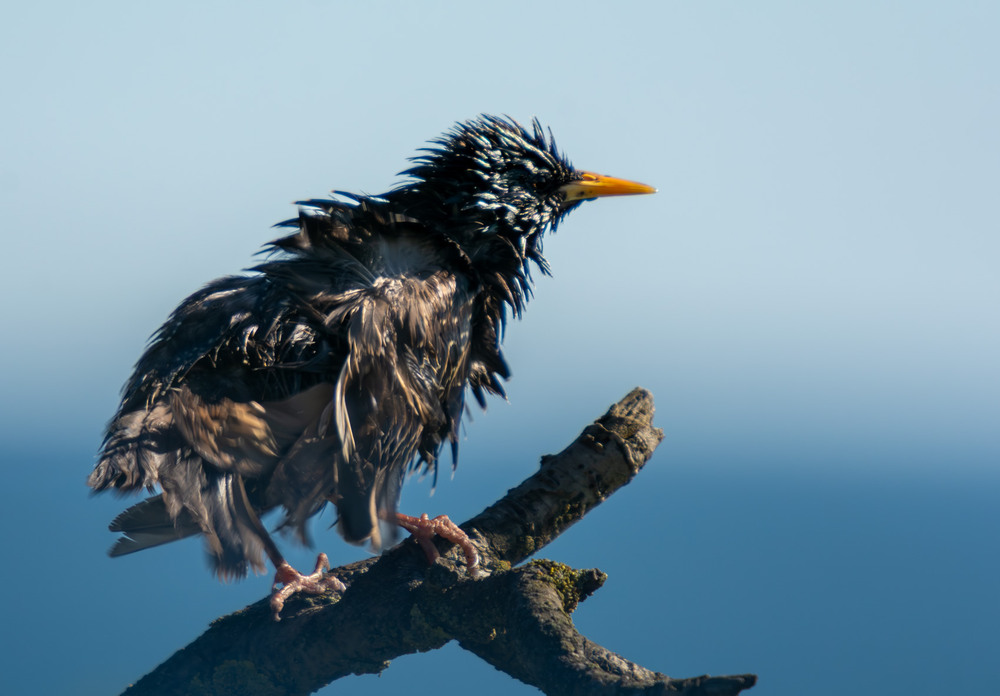 Фотографія А шо було вчора?!  П'ятниця.... / Микола / photographers.ua