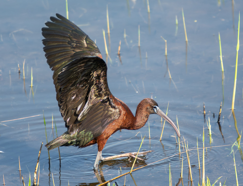 Фотографія Животные / Микола / photographers.ua