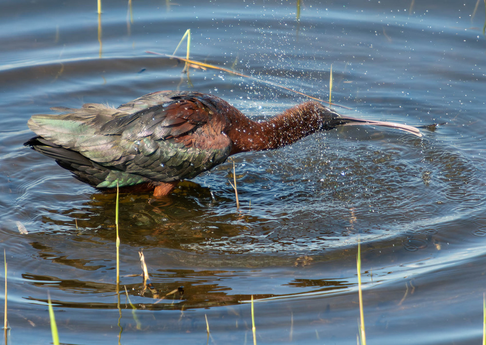 Фотографія Животные / Микола / photographers.ua