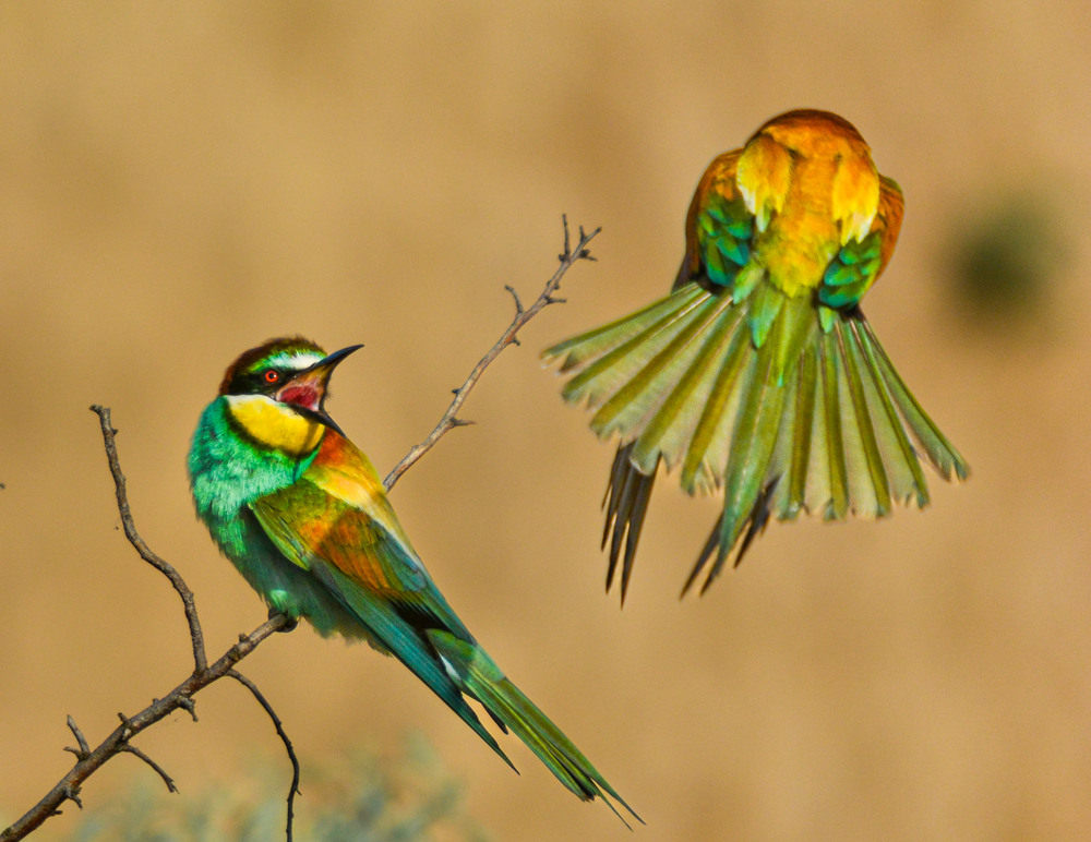 Фотографія "Та пішов вже, пішов..." :-)) / Микола / photographers.ua