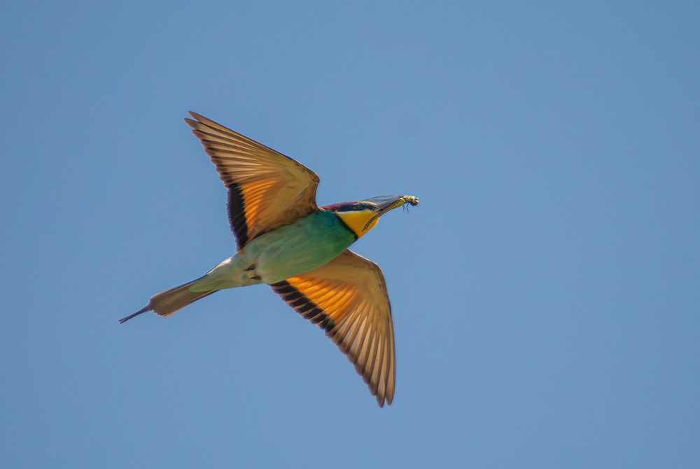 Фотографія Животные / Микола / photographers.ua