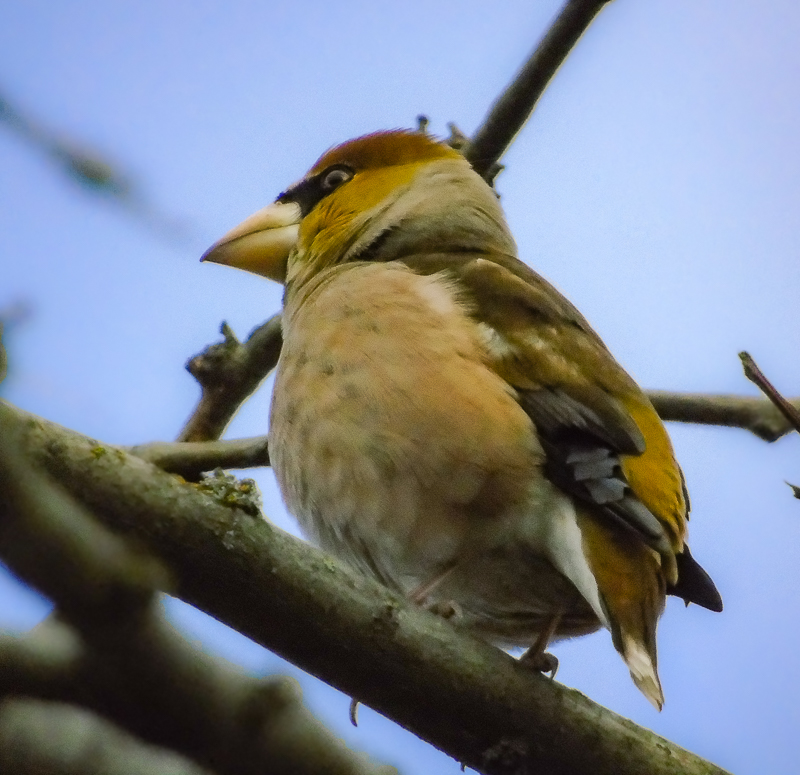 Фотографія Животные / Микола / photographers.ua