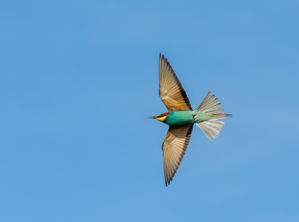 Фотографія Животные / Микола / photographers.ua