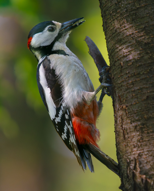 Фотографія Животные / Микола / photographers.ua