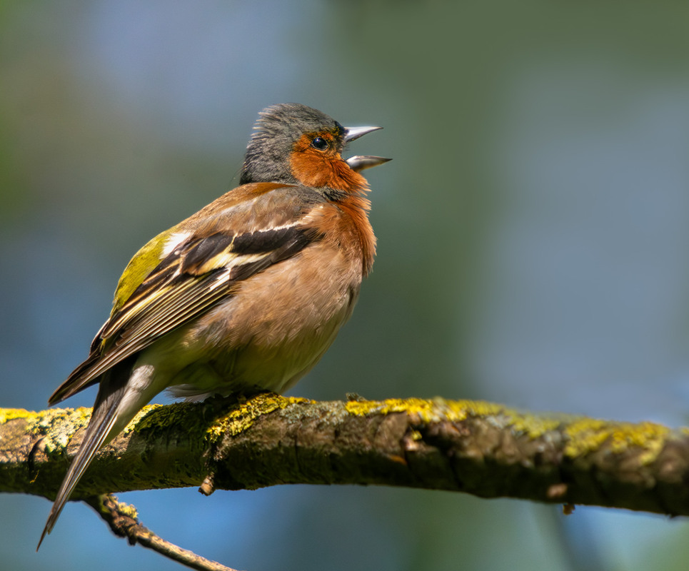 Фотографія Животные / Микола / photographers.ua