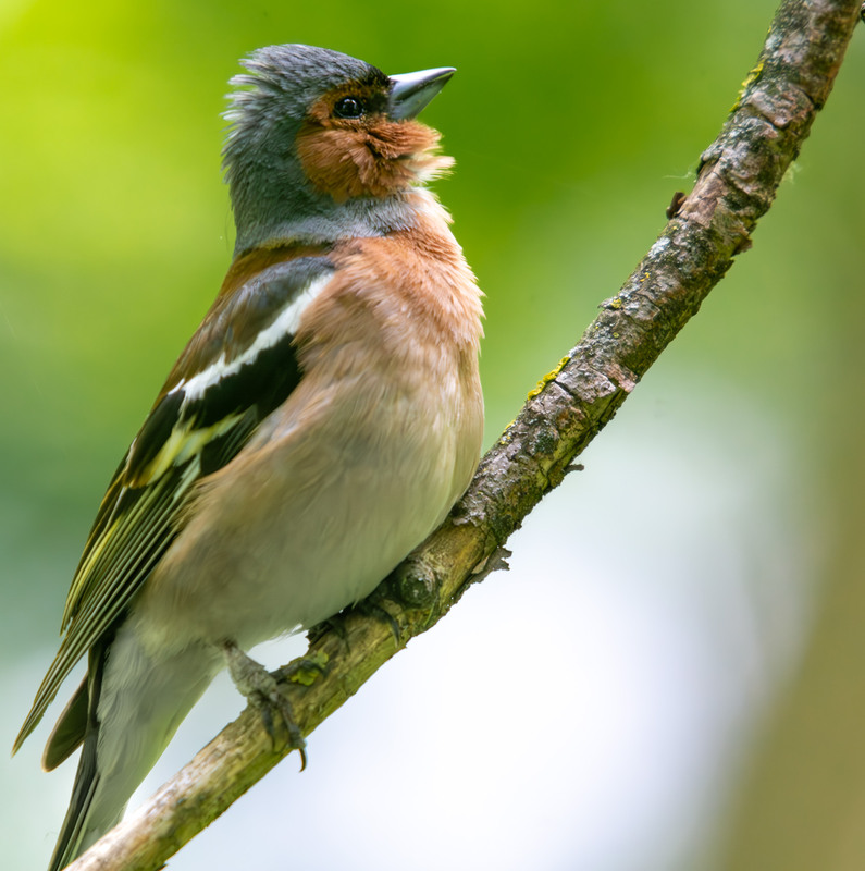 Фотографія Животные / Микола / photographers.ua