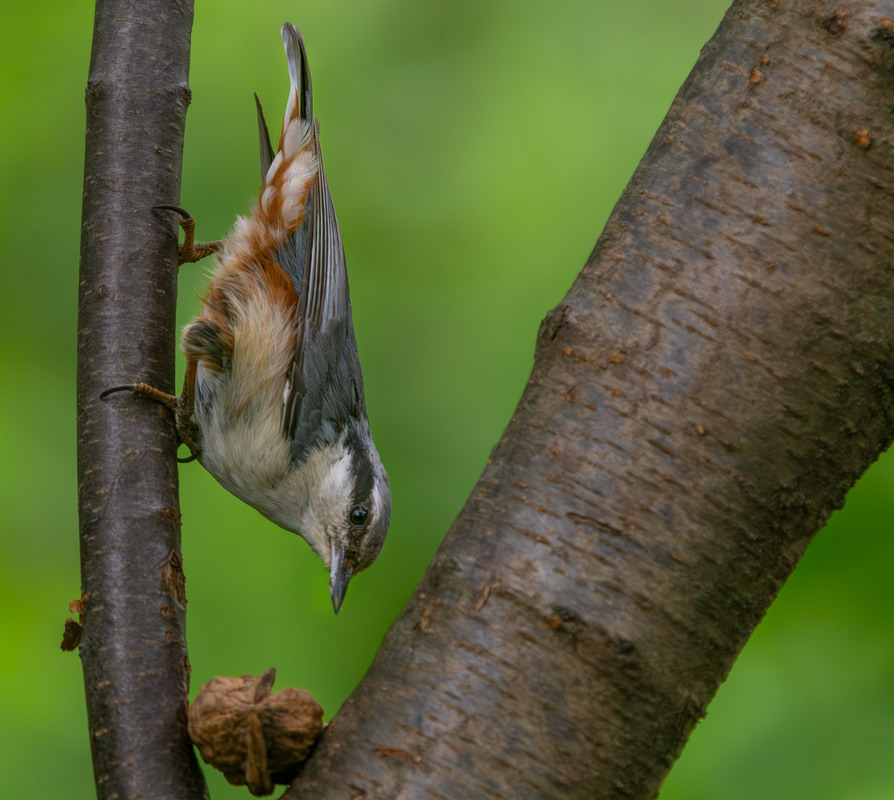 Фотографія Доставка сніданка повзикам. :)) / Микола / photographers.ua