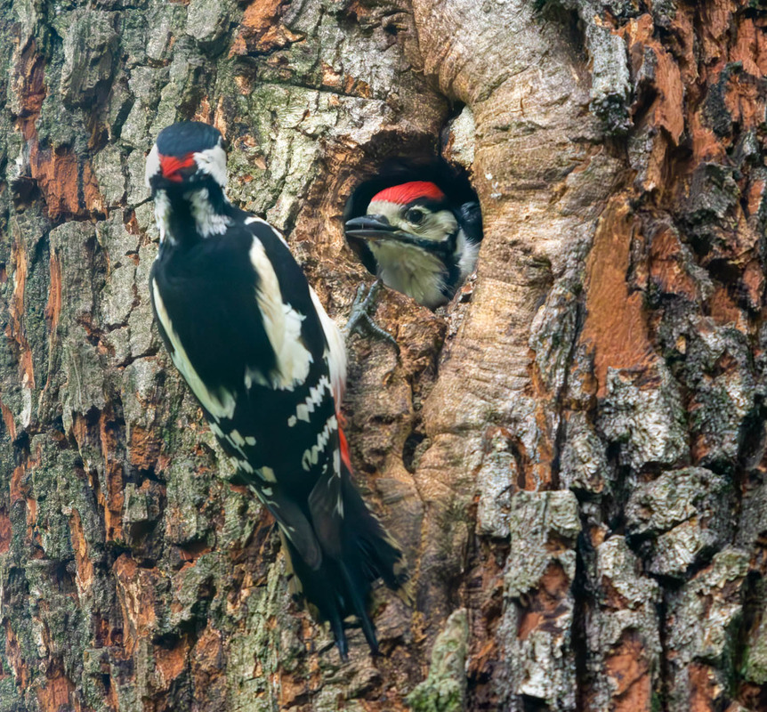 Фотографія Животные / Микола / photographers.ua