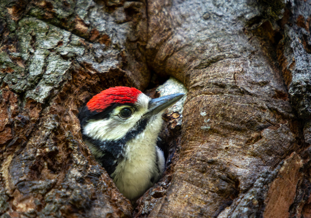 Фотографія Животные / Микола / photographers.ua